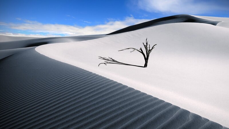 Desert dunes with dead tree