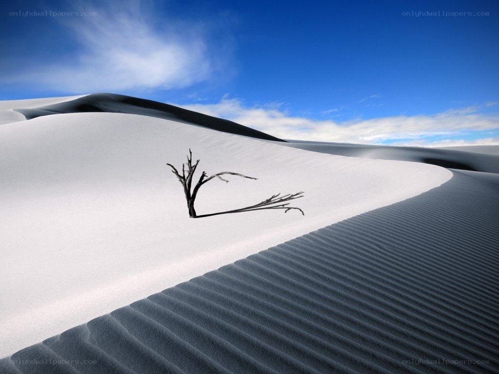 Desert dunes with dead tree