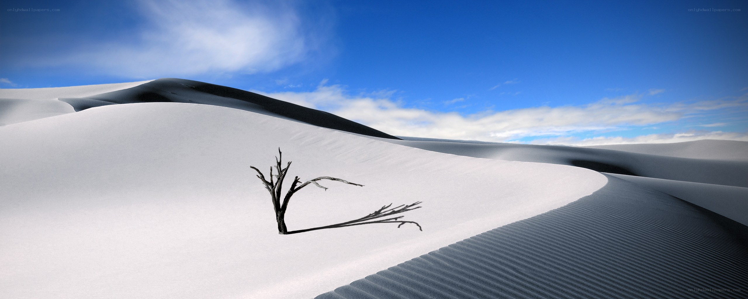 Desert dunes with dead tree