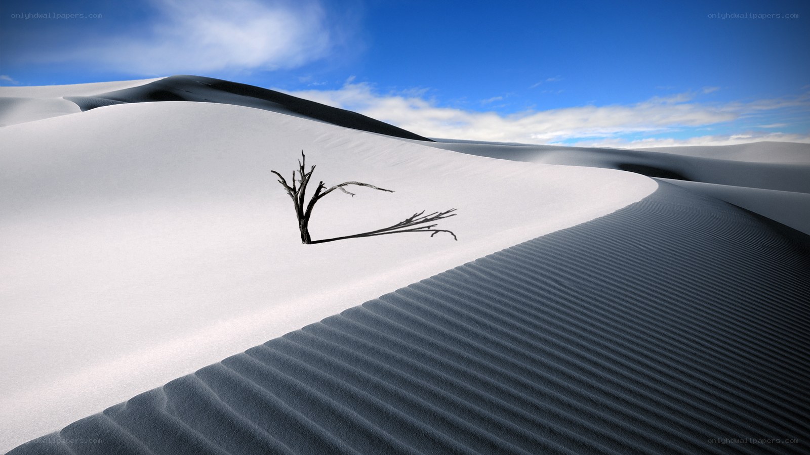Desert dunes with dead tree