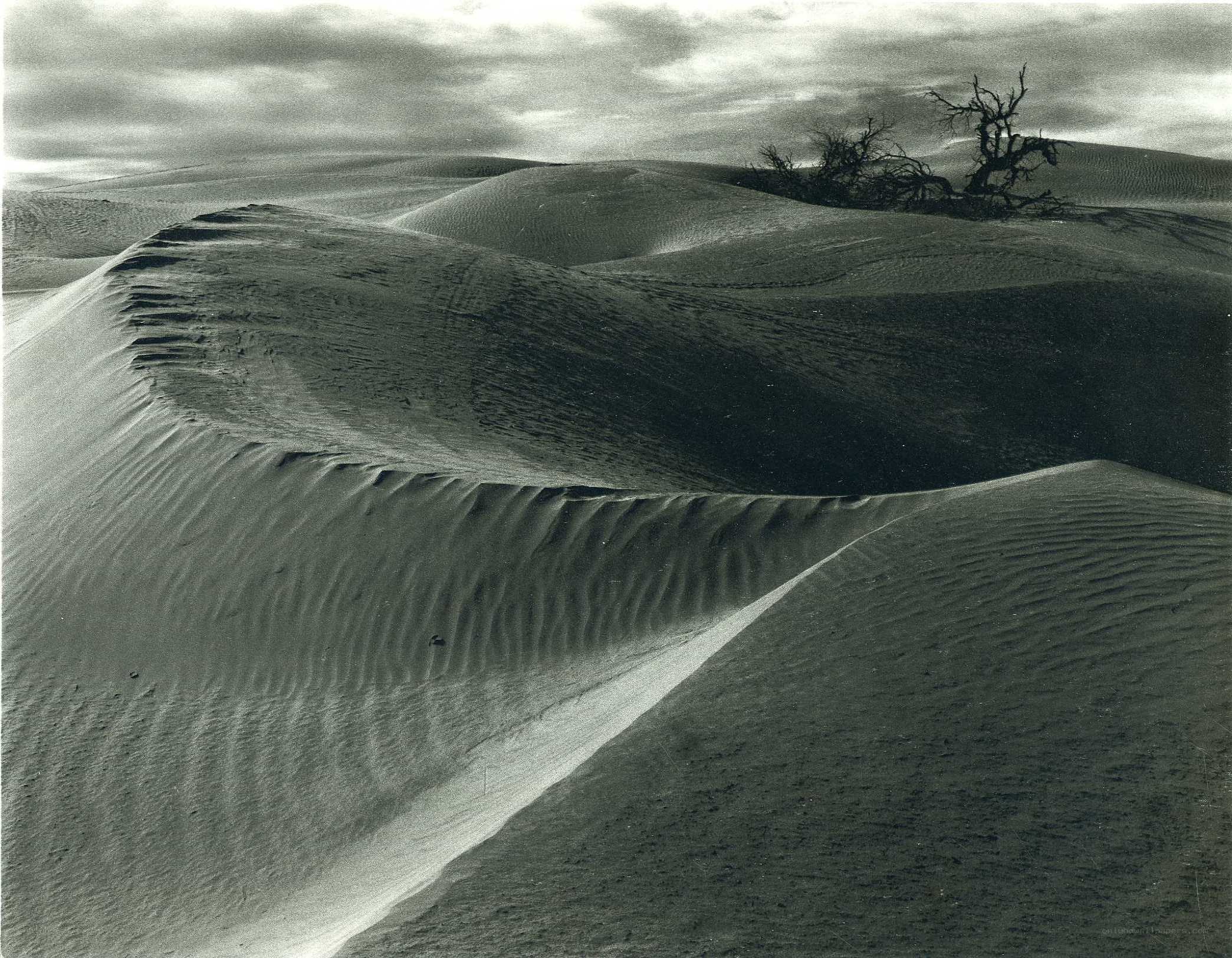 Desert dunes with dead tree