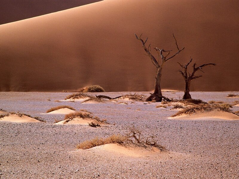 Desert dunes with dead trees