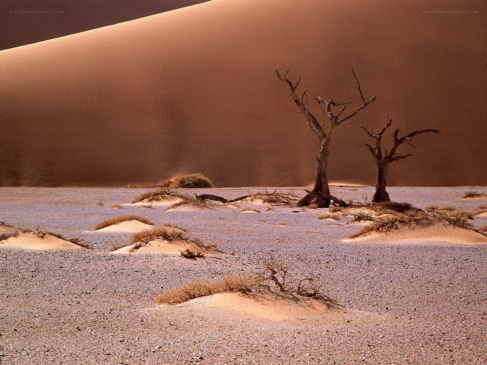 Desert dunes with dead trees