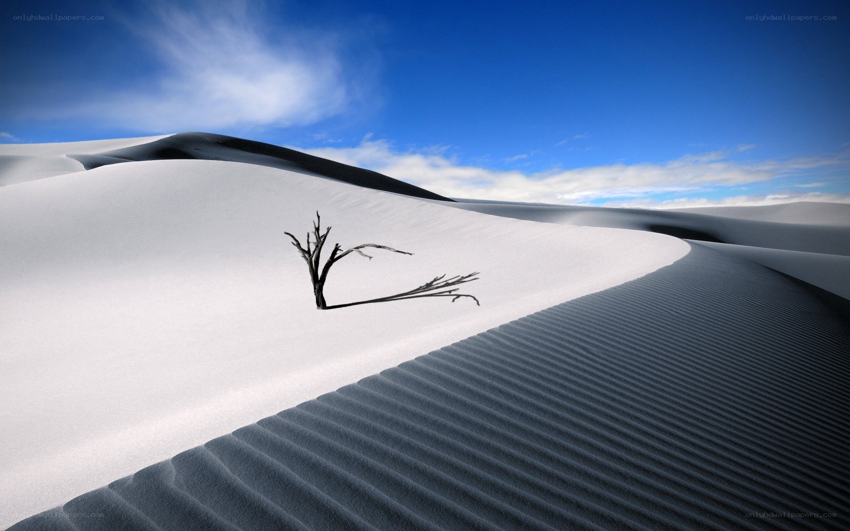 Desert dunes with lone branch