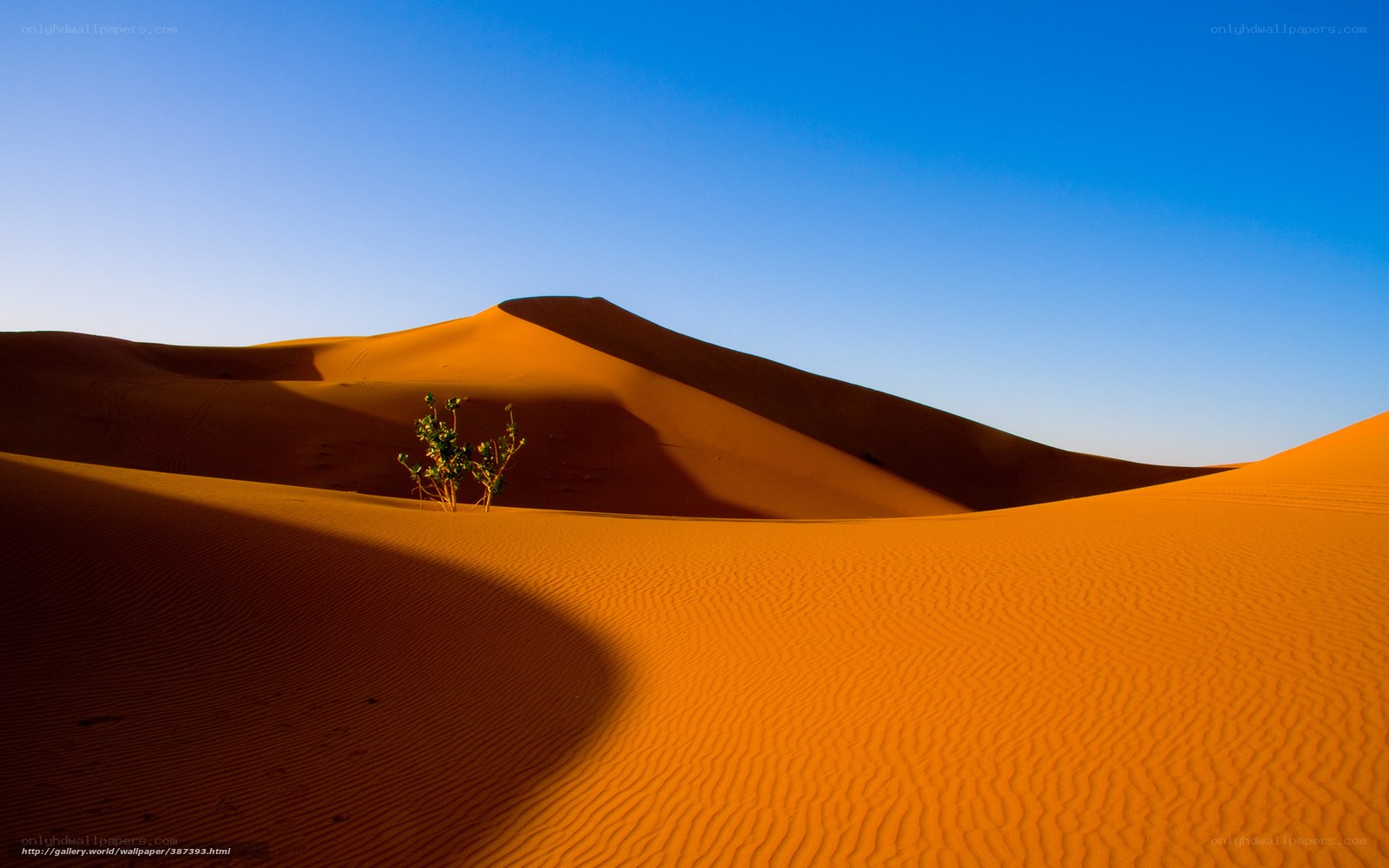 Desert dunes with lone plant