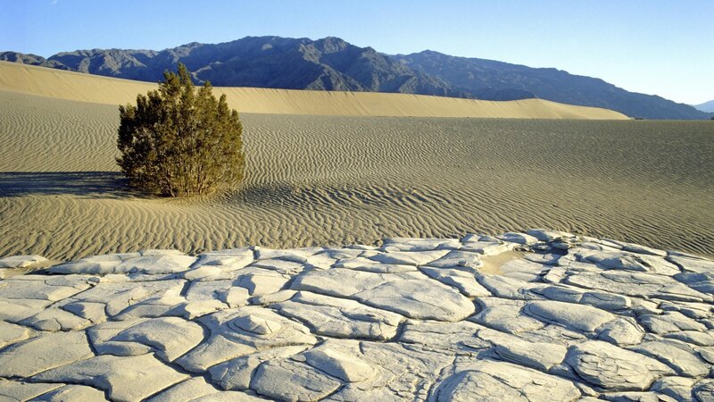 Desert dunes with lone tree