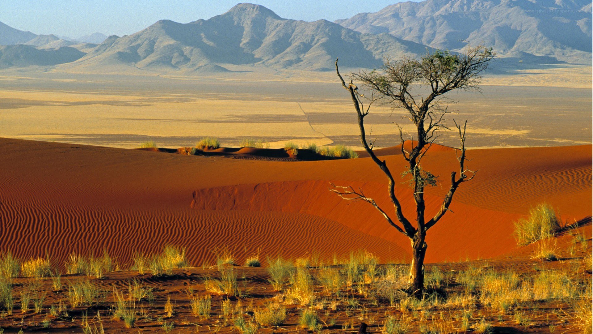 Desert dunes with lone tree