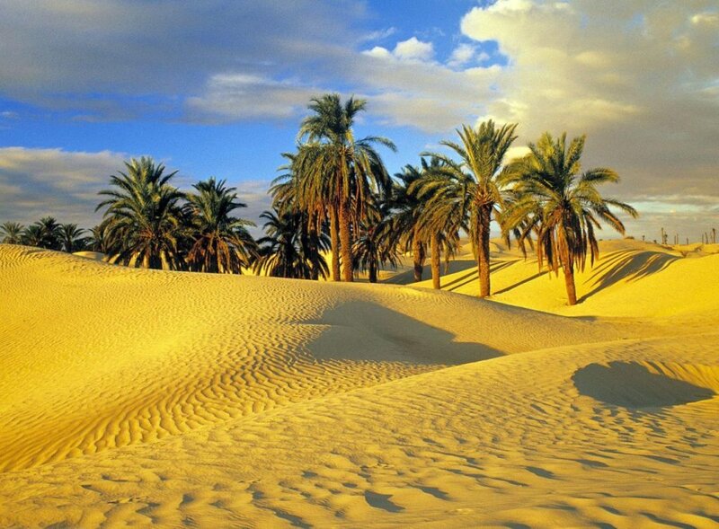 Desert dunes with palm trees