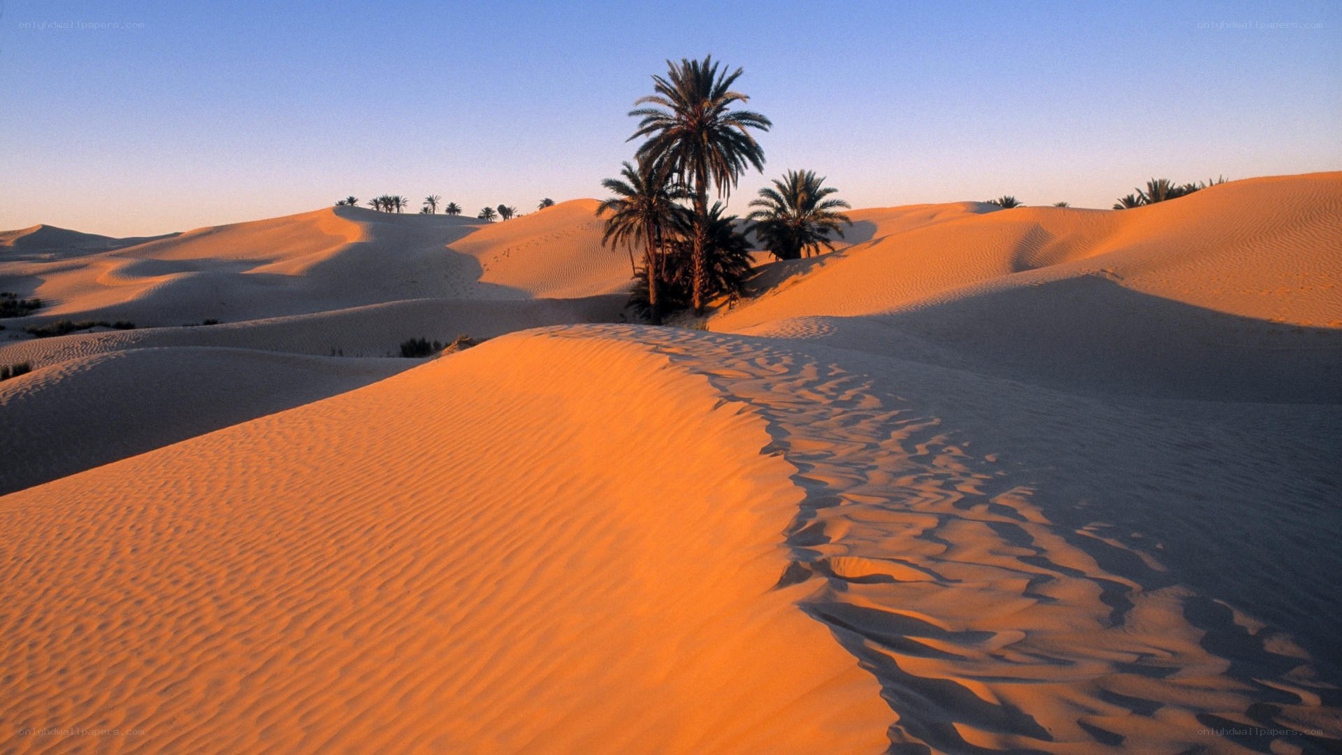 Desert dunes with palm trees