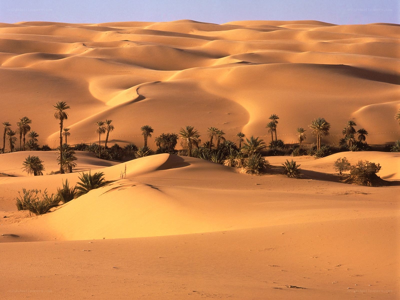 Desert dunes with palm trees