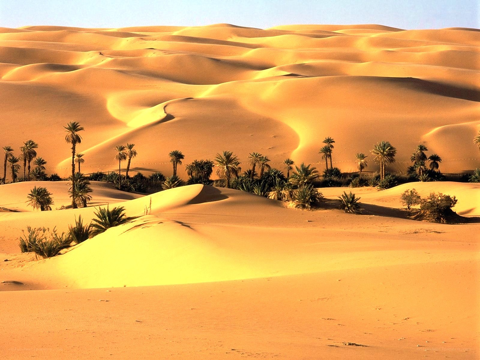 Desert dunes with palm trees