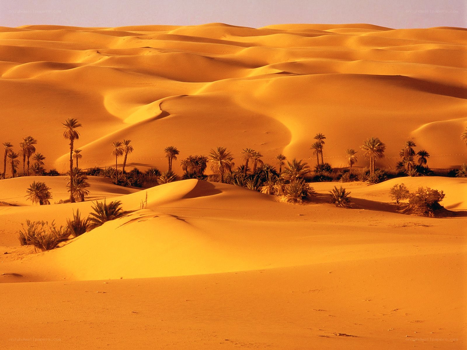 Desert dunes with palm trees