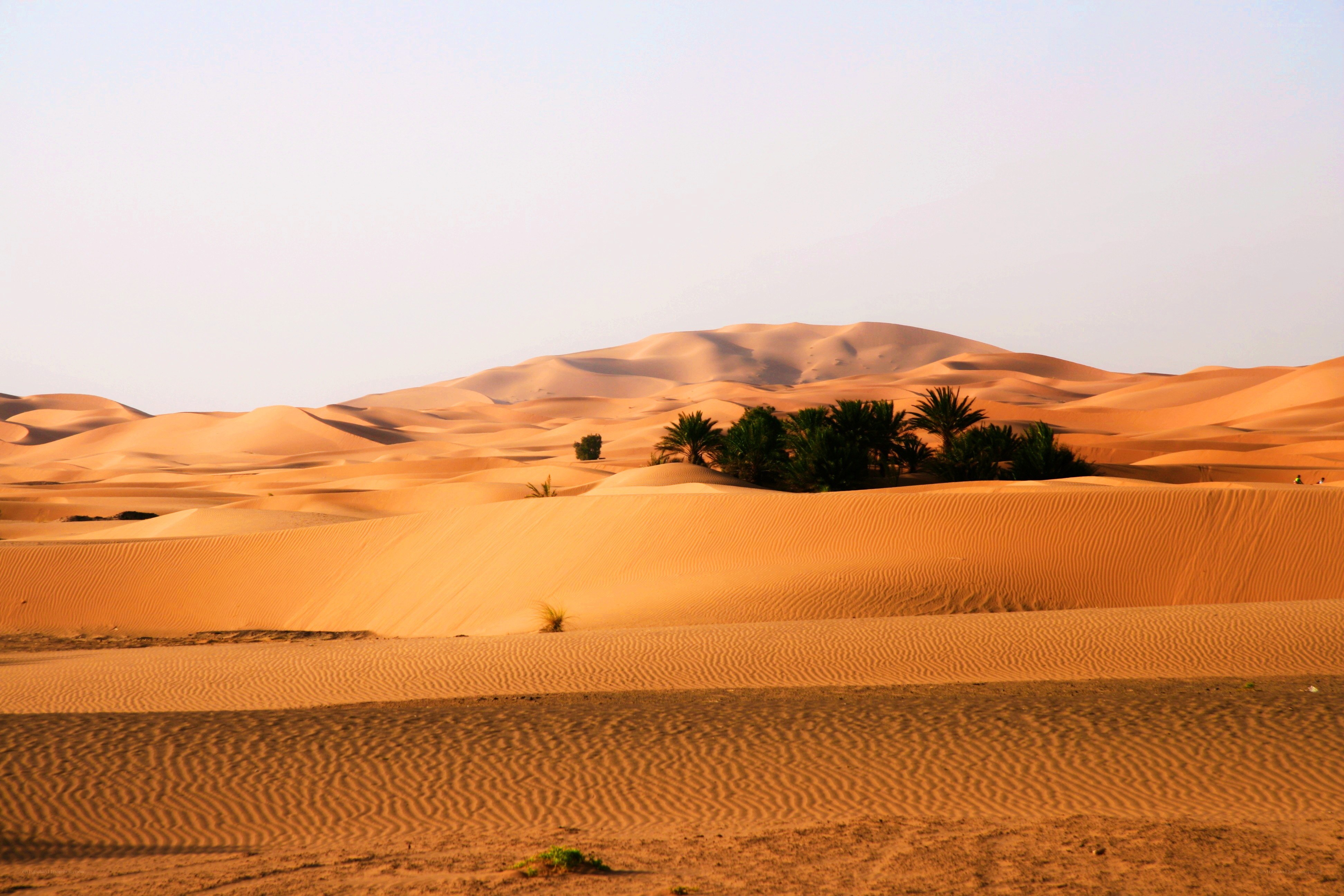 Desert dunes with palm trees
