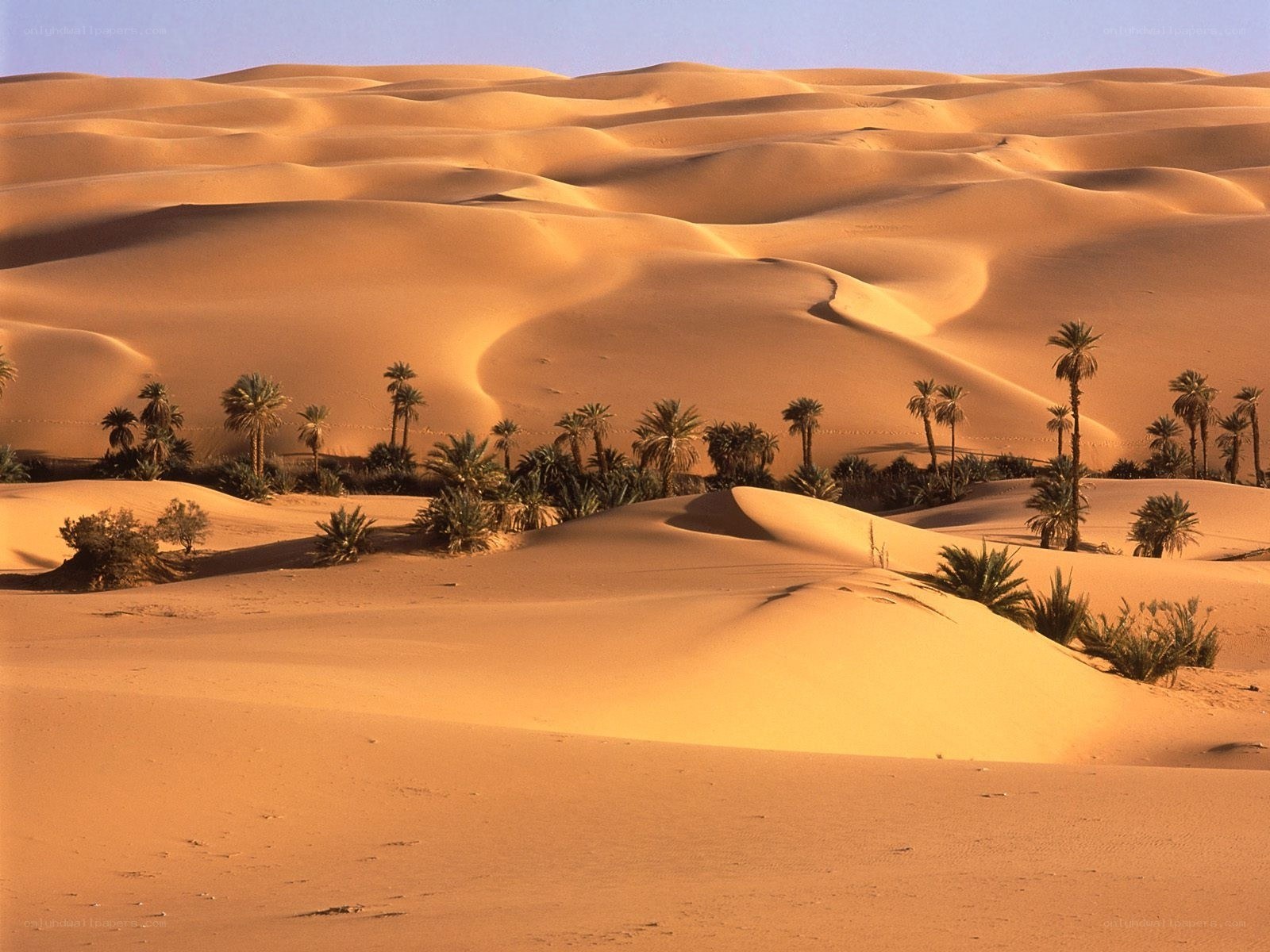 Desert dunes with palm trees