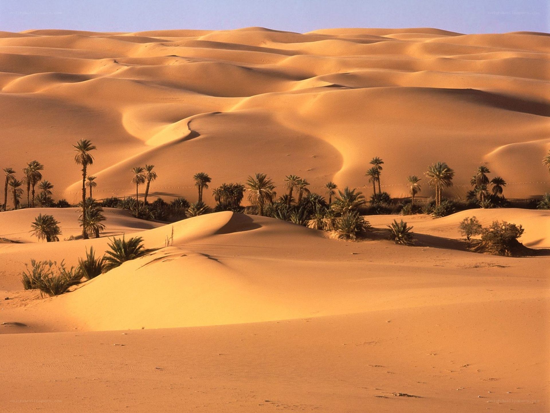 Desert dunes with palm trees