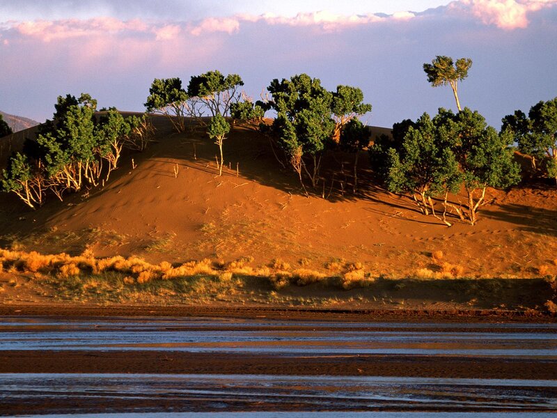 Desert dunes with trees at sunset