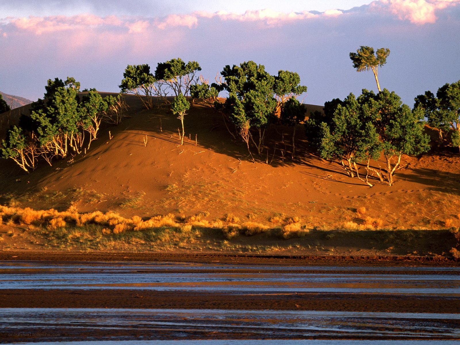 Desert dunes with trees at sunset