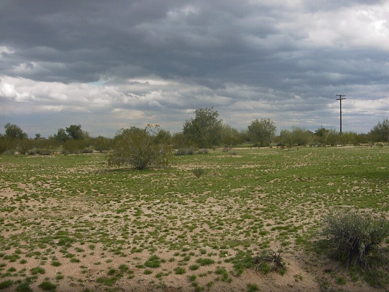 Desert Field with Shrubs