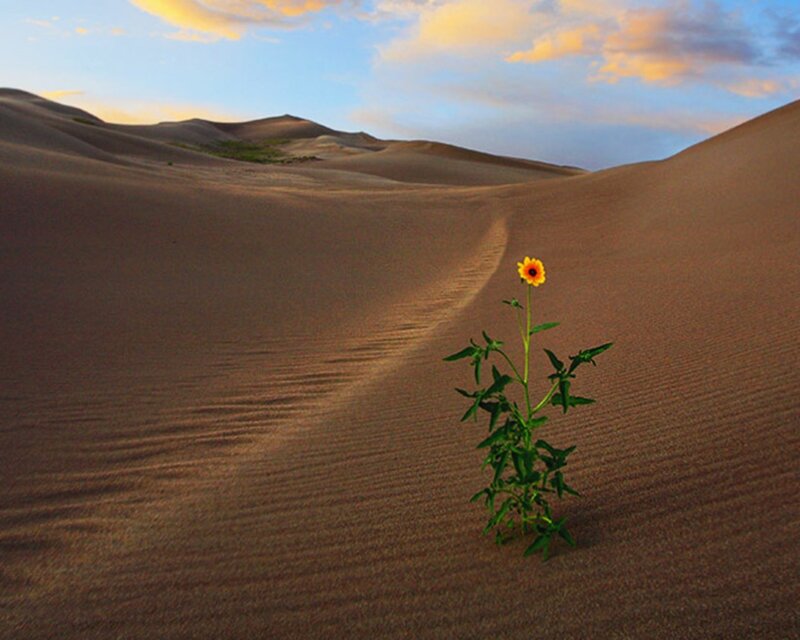 Desert flower at sunset