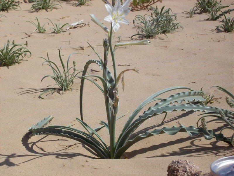 Desert flower in sandy soil