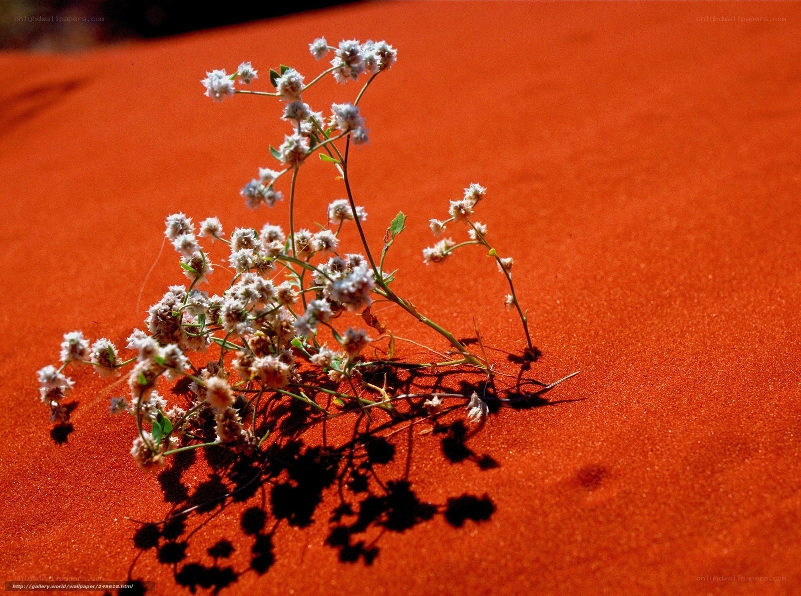 Desert flower on red sand