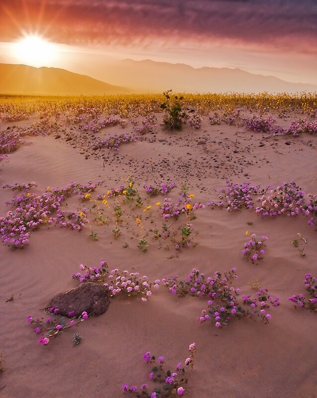 Desert flowers at sunset