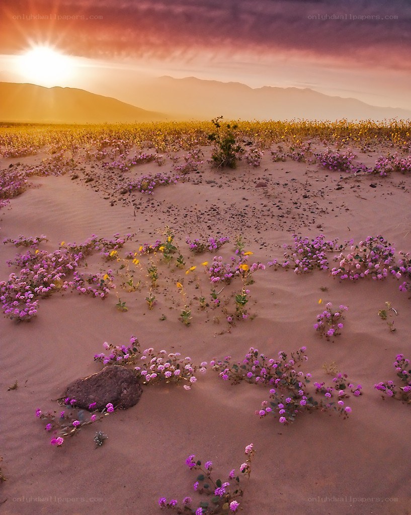 Desert flowers at sunset