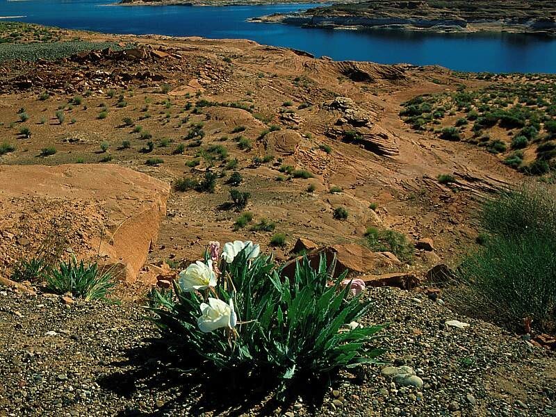 Desert flowers by the lake