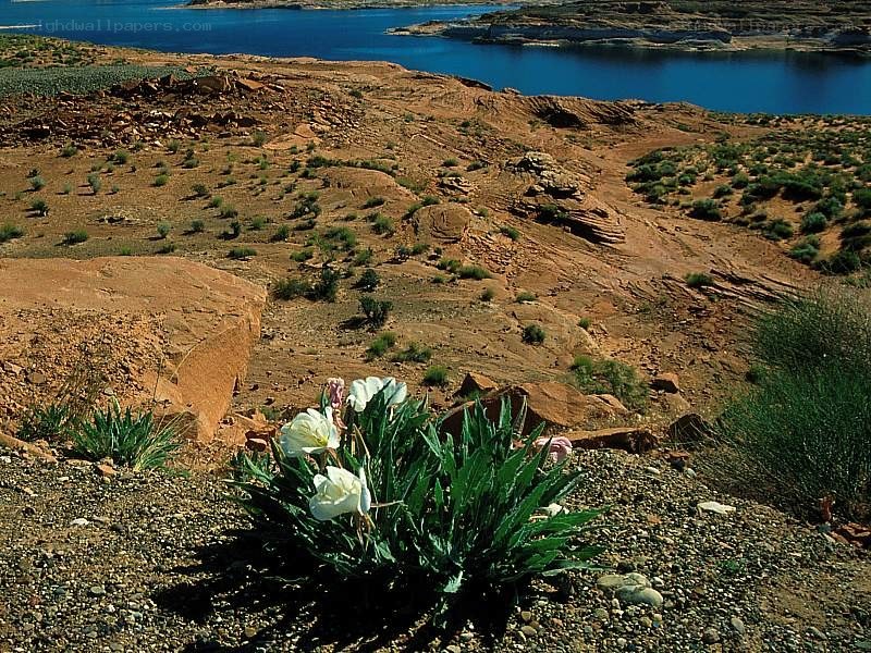 Desert flowers by the lake