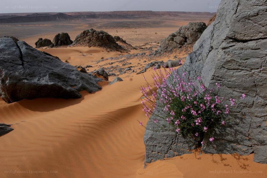 Desert flowers in a rocky landscape