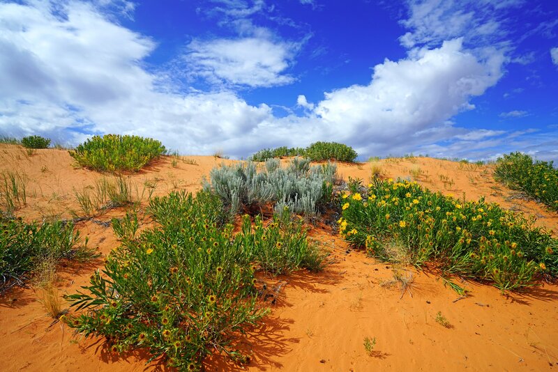Desert Flowers on Sand Dunes