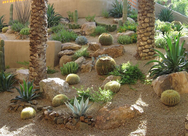 desert garden with cacti and palm trees
