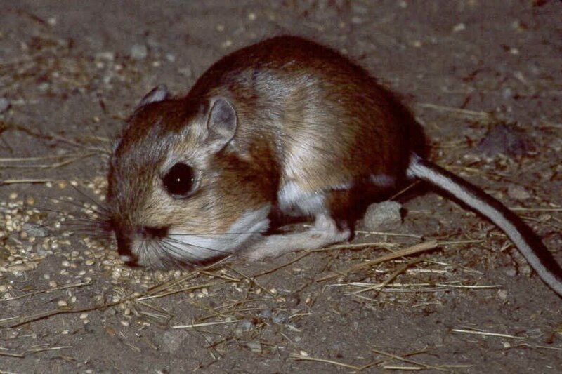 Desert gerbil foraging