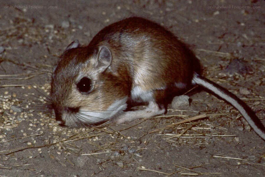 Desert gerbil foraging