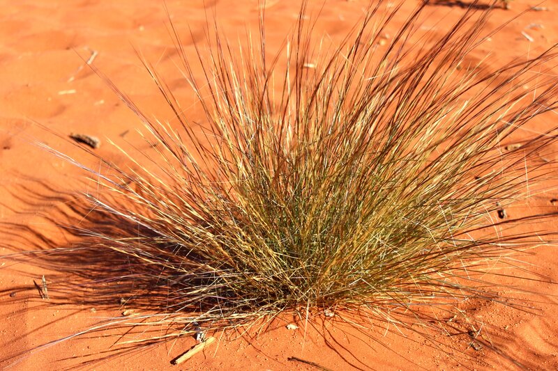 Desert Grass Clump