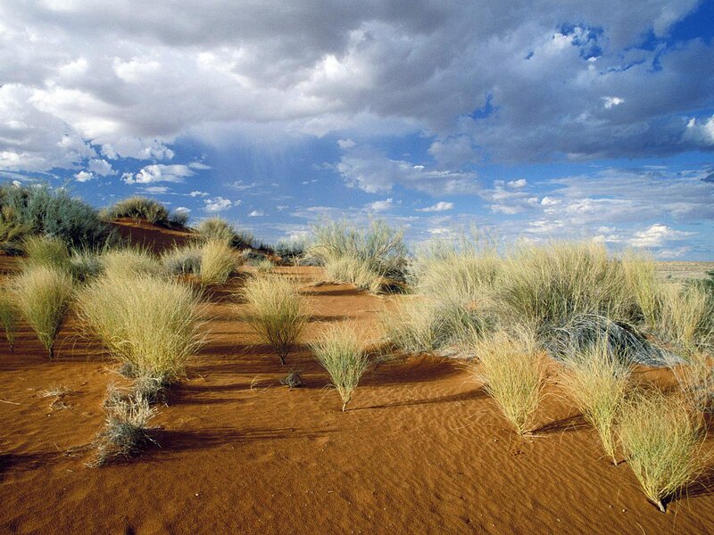 Desert Grasses on Sand Dunes — Brown, Dramatic, Afternoon