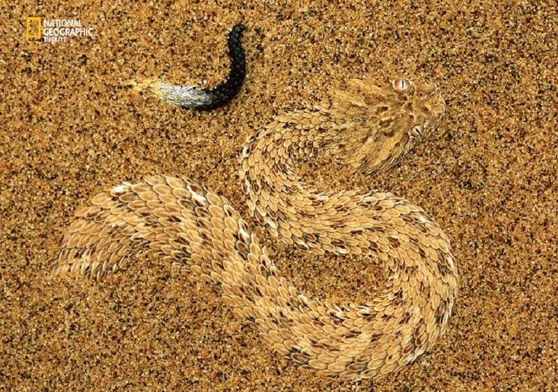 Desert horned viper camouflaged