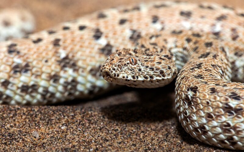 Desert horned viper