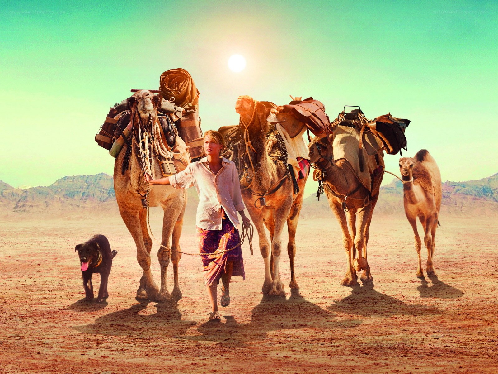 Desert journey with camels