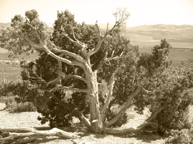 Desert juniper tree