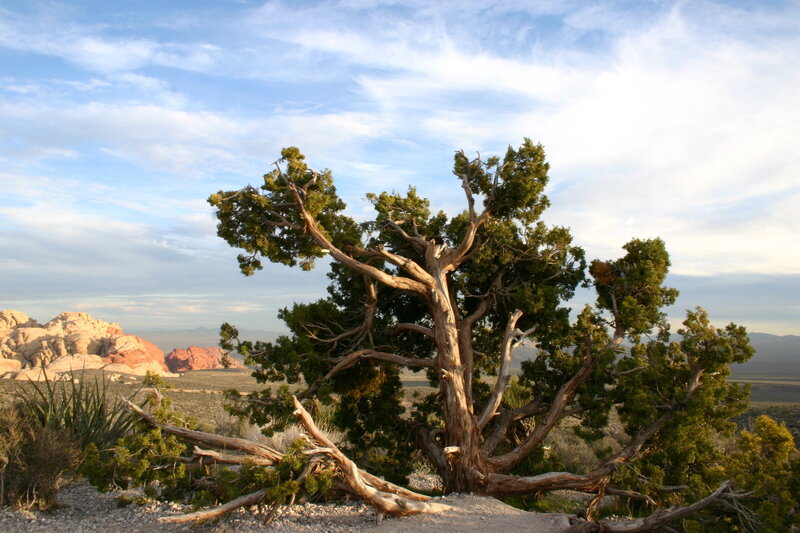 Desert juniper tree with rock formations