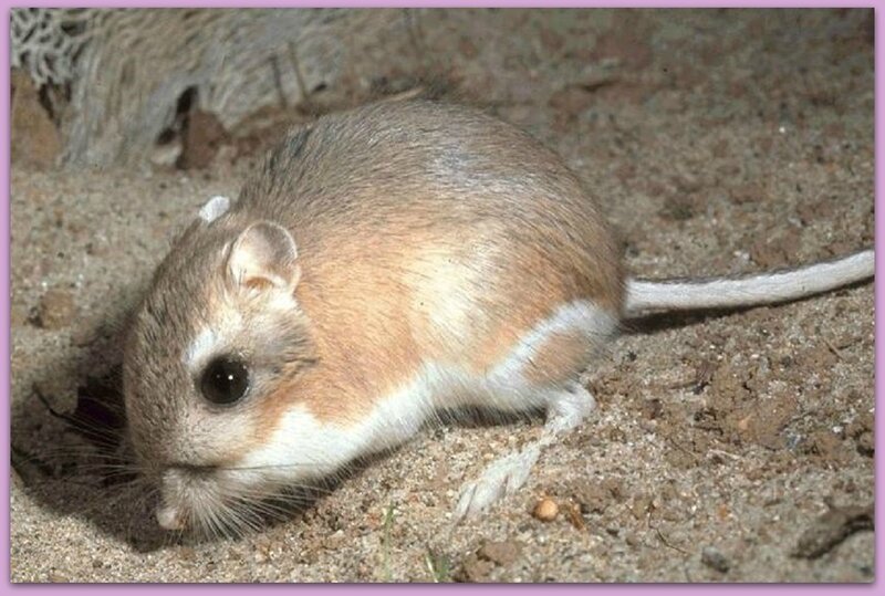 Desert Kangaroo Rat