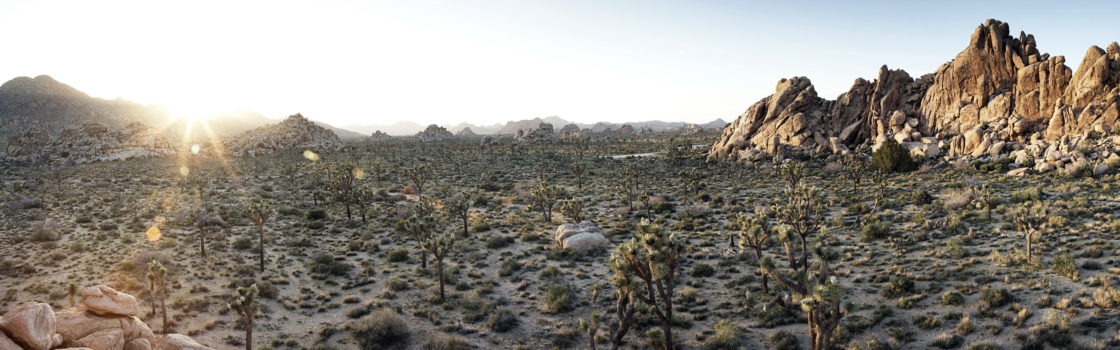 Desert landscape at sunrise