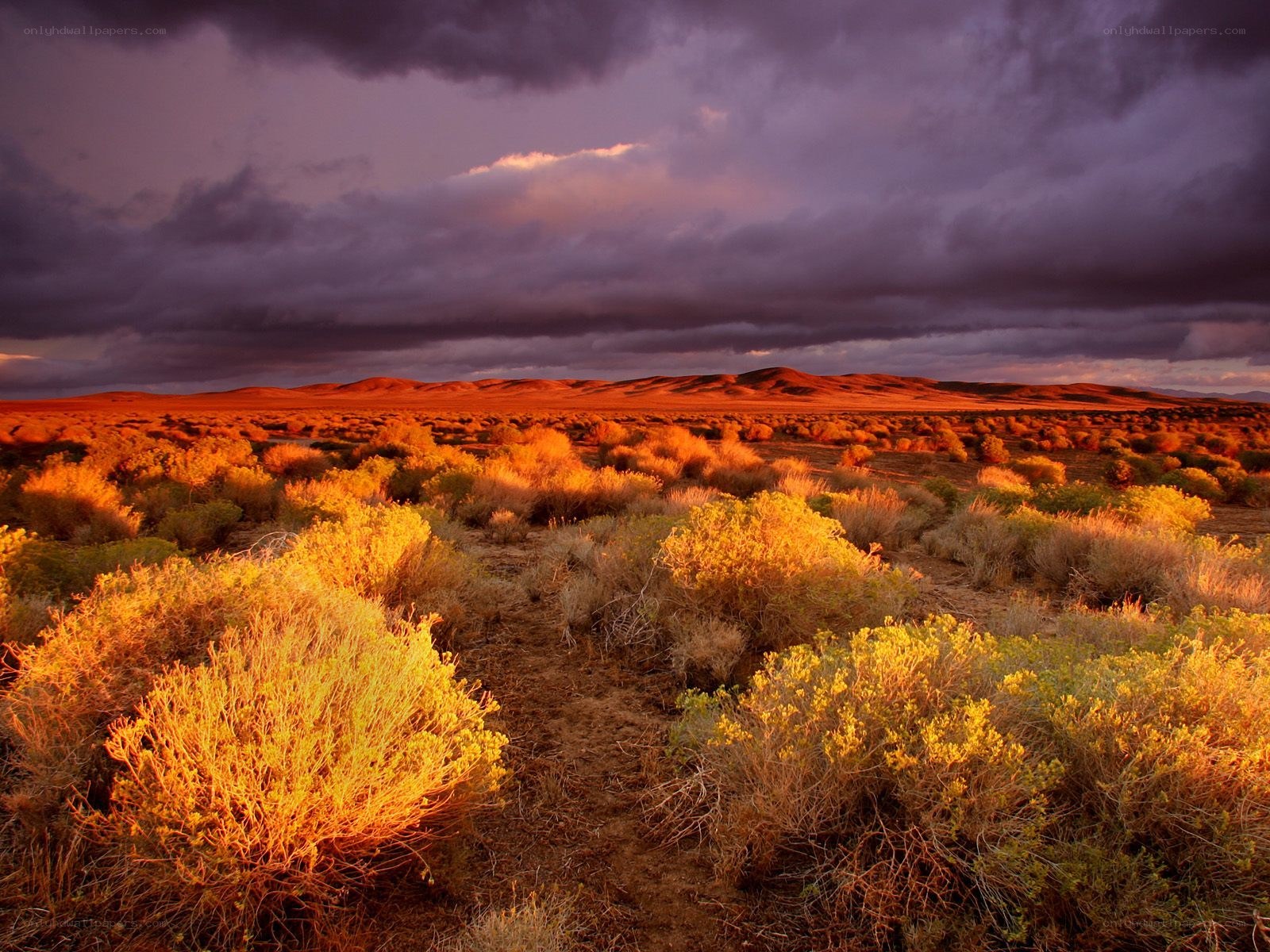 Desert landscape at sunset
