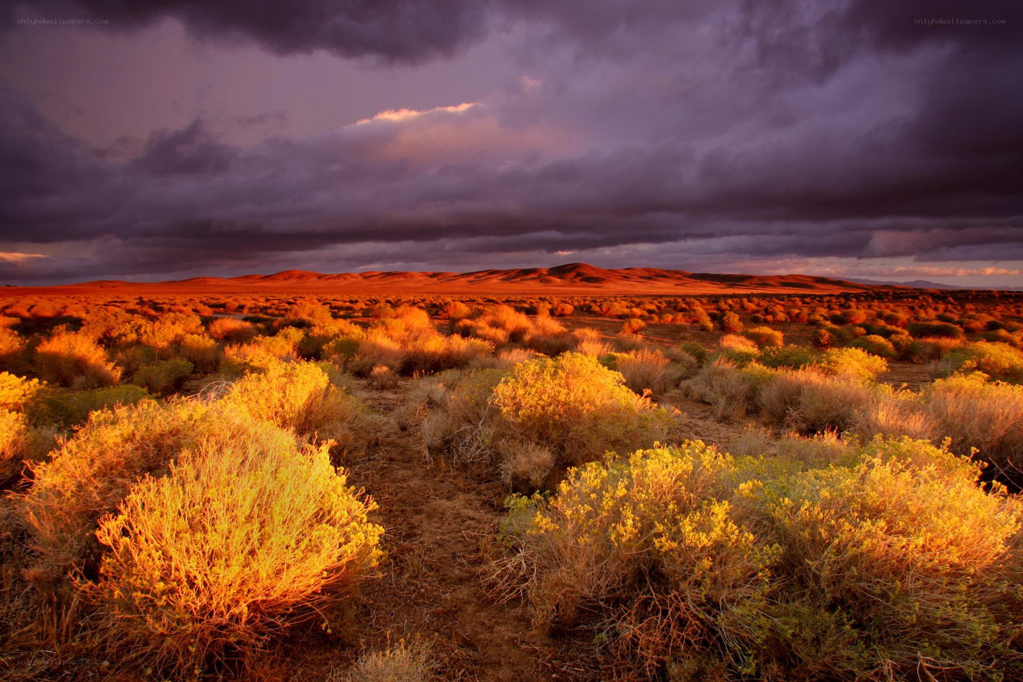 Desert landscape at sunset