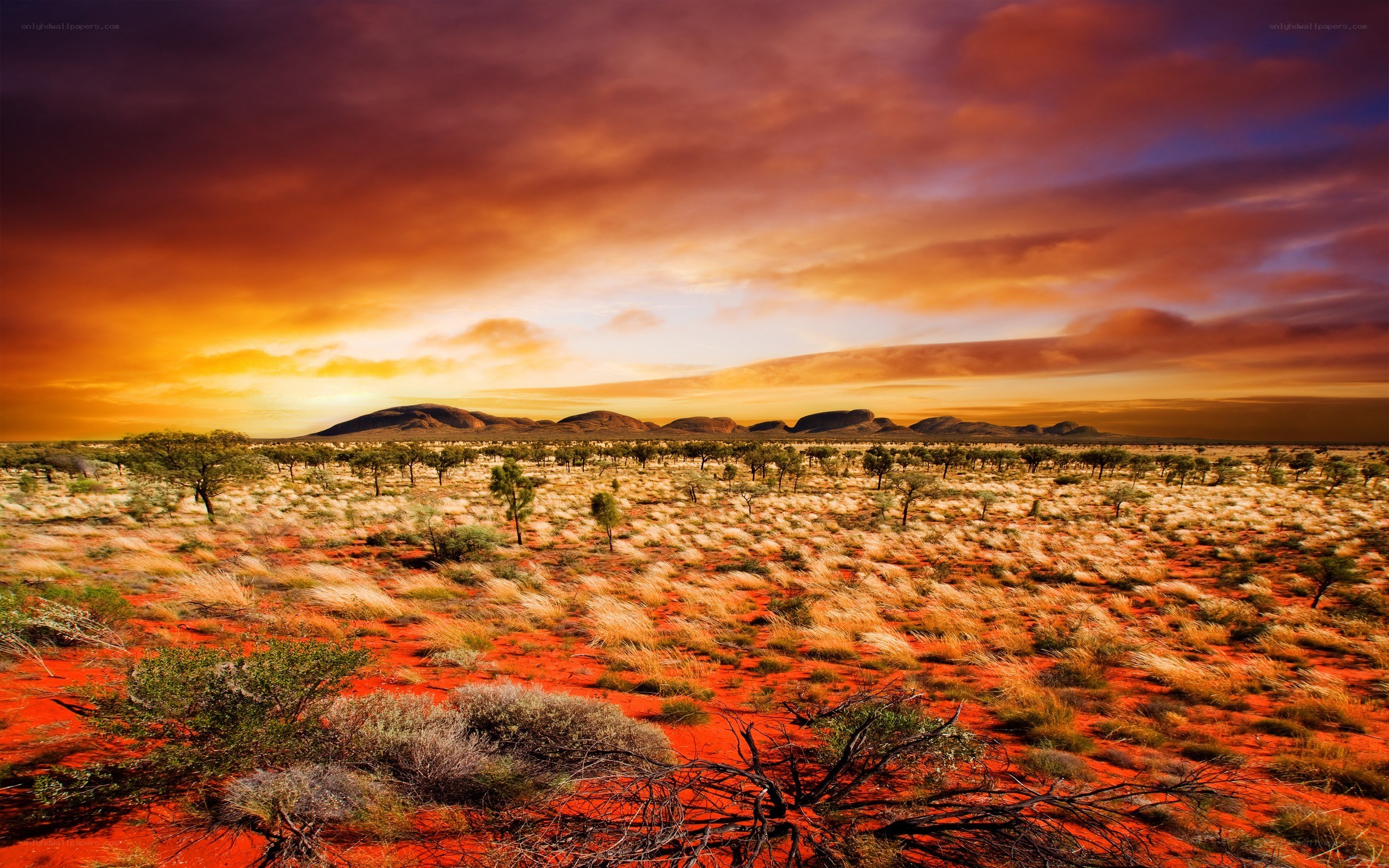 Desert landscape at sunset
