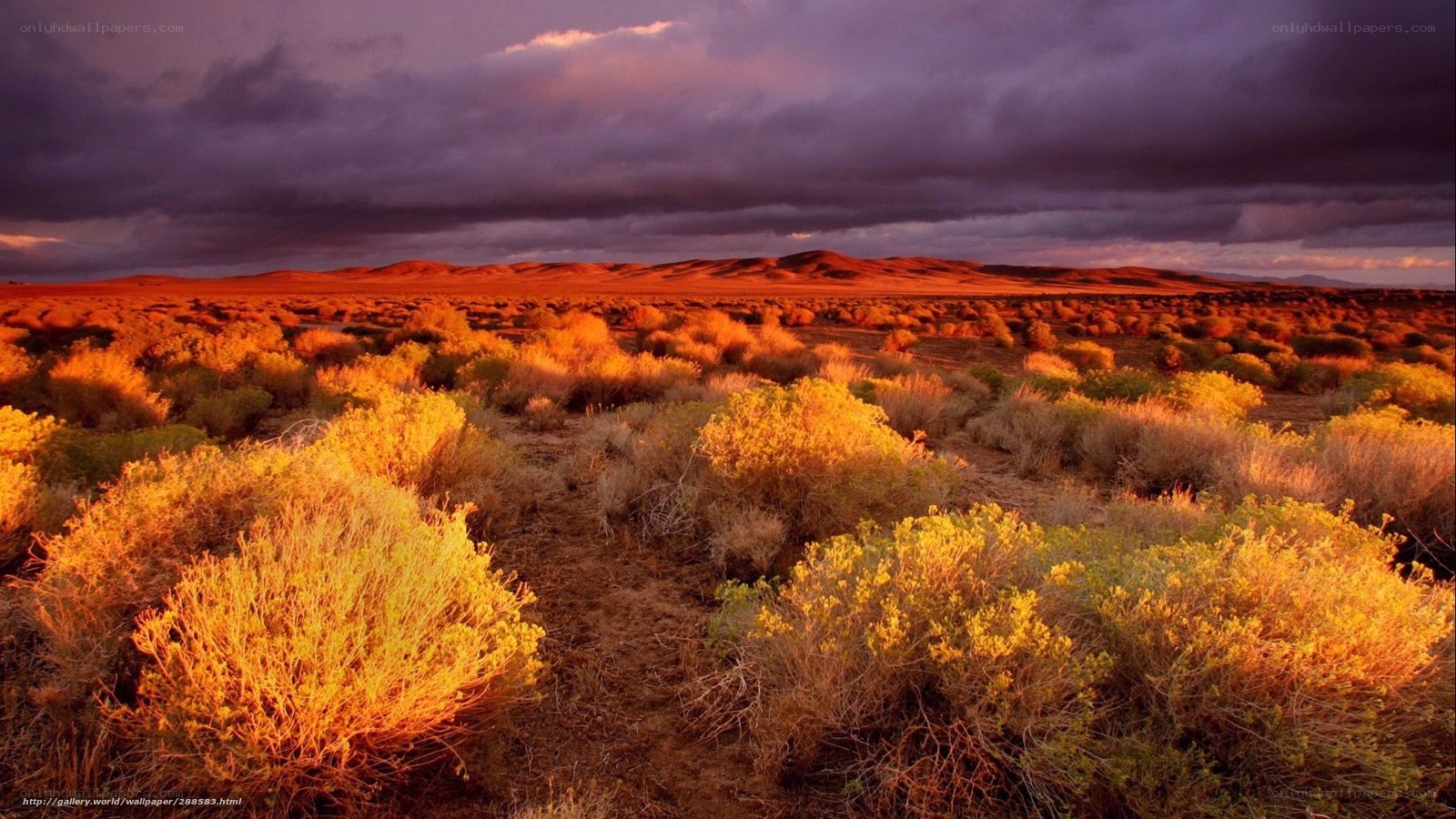 Desert landscape at sunset