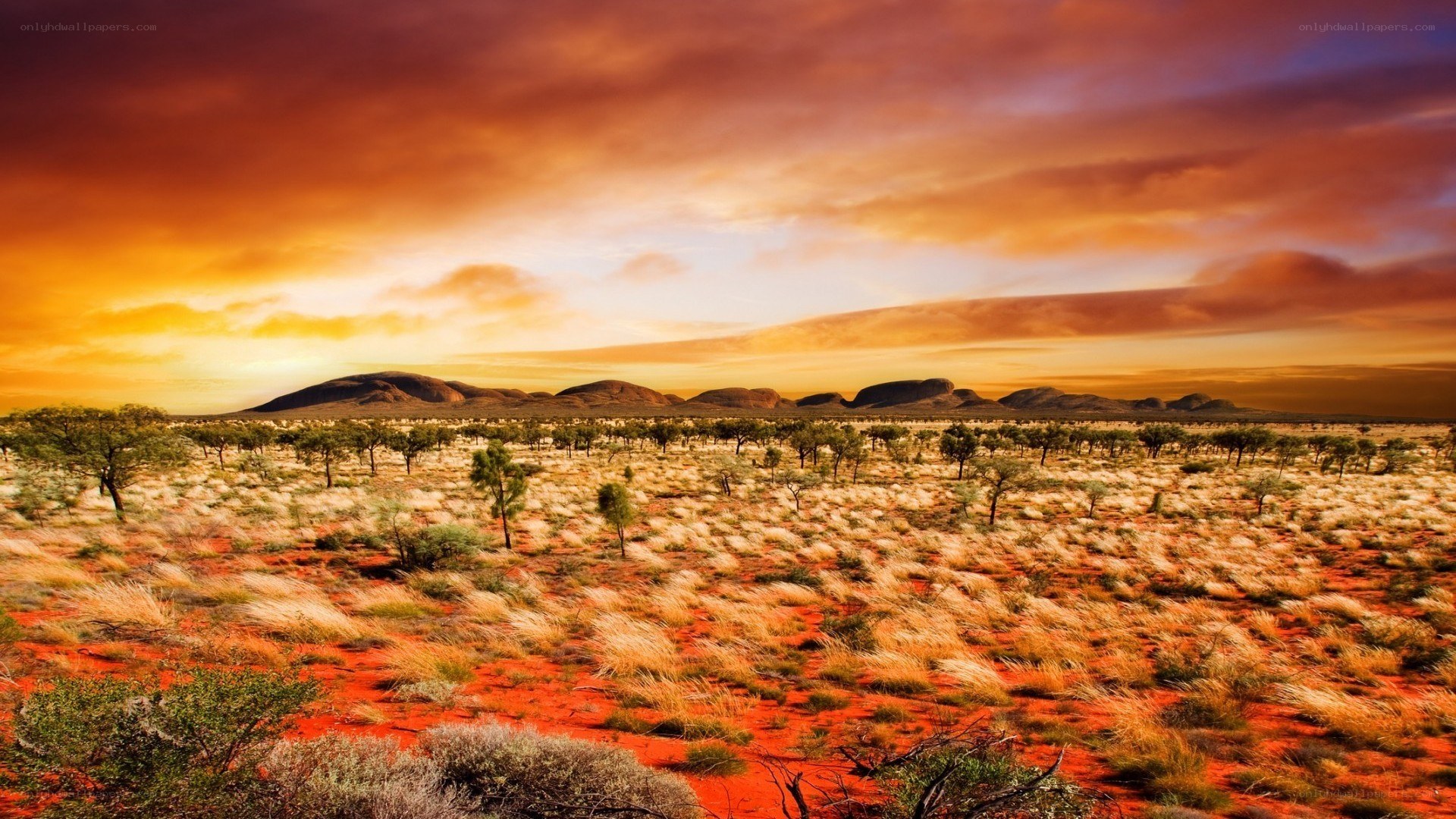 Desert landscape at sunset