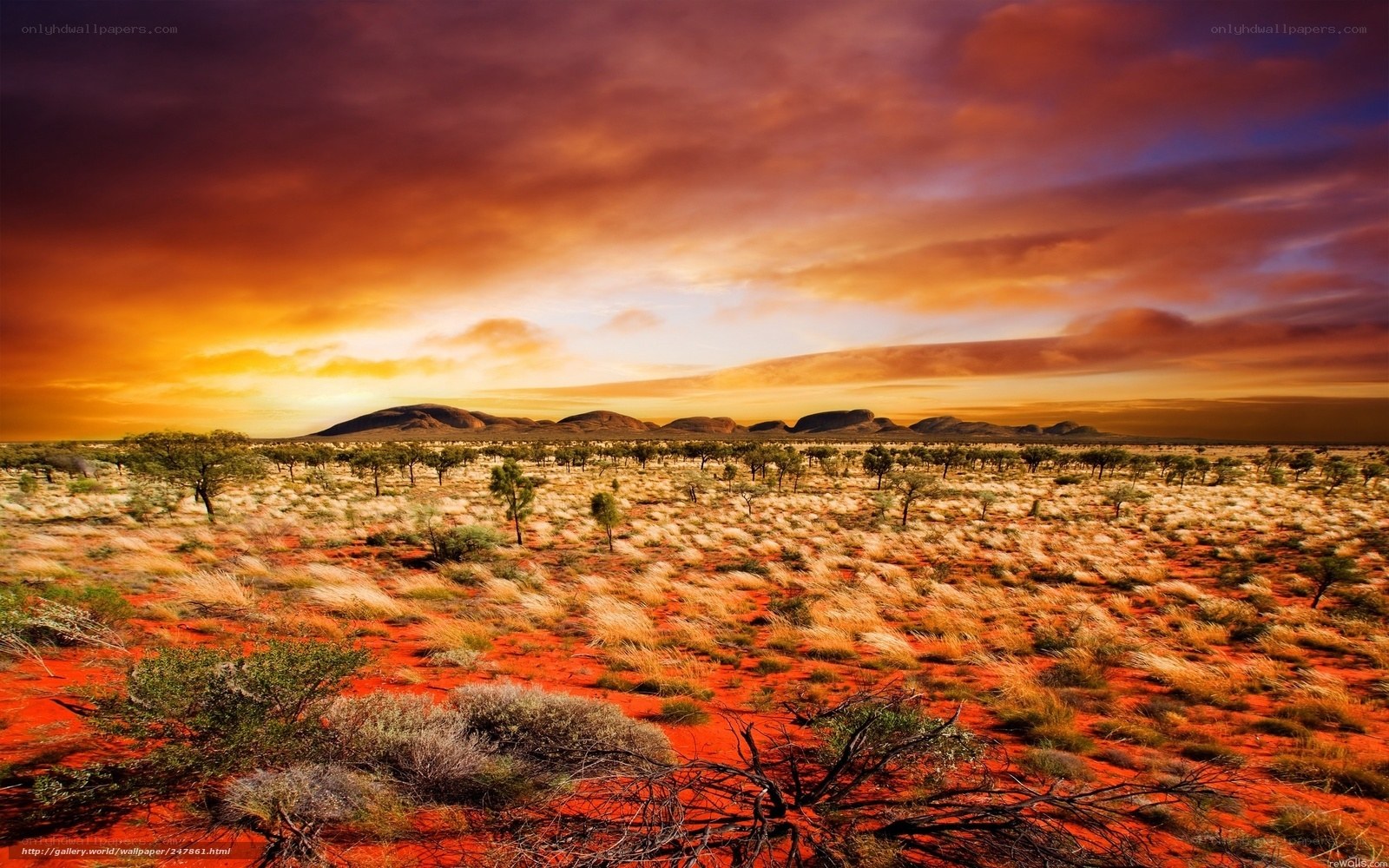 Desert landscape at sunset