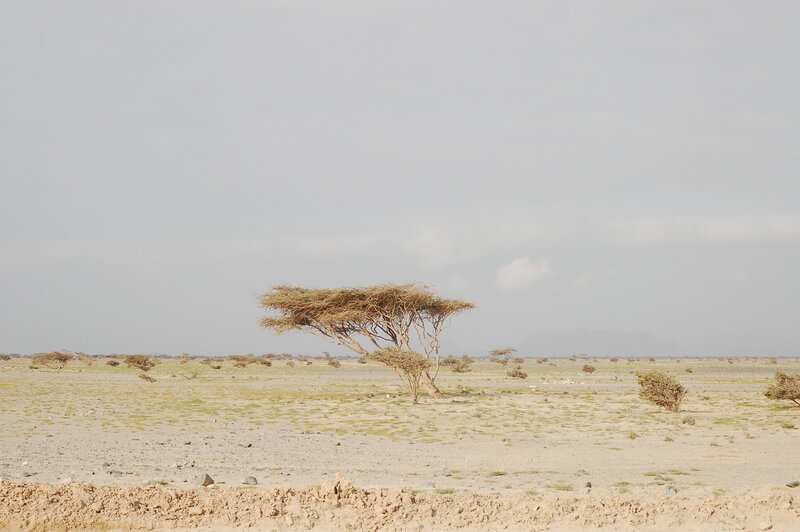 Desert landscape with acacia tree